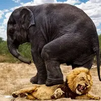 خواب عمیق شیر ماده تا یک قدمی له شدن زیر پای فیل‌ها