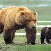 مشاهده خرس ماده و ۲ توله اش در منطقه حفاظت شده البرز 
