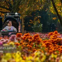 جشنواره گل‌های داودی