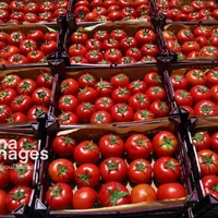 گوجهفرنگی خارج فصل بوشهر به بازار آمد