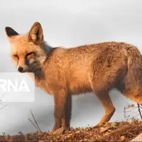 روباه جان کودک 3 ساله را در کبودرآهنگ گرفت