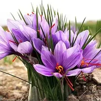 برداشت ۴۹ کیلوگرم زعفران از مزارع شهرستان زاهدان