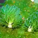 گوسفند دریایی؛ عجیب‌ترین موجود اقیانوس با ظاهر خارق‌العاده