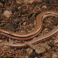 مارمولک بدون دست بهعنوان گونه جدید معرفی شد