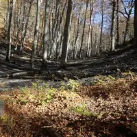 دستور شبانه دادستان آمل برای ممنوعیت اقامت شبانه گردشگران در جنگل‌ها