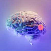 طراحی دارویی به صورت قطره بینی برای حذف تومورهای مغزی