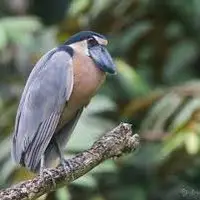 منقار عجیب پرنده ای با پرهای خاکستری