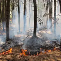 چرا هیرکانی هر سال می‌سوزد؟ گردشگری آزاد یا فاجعه انسانی؟