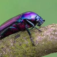 گوناگون/کمیاب‌ترین رنگ در طبیعت چیست؟