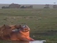 کفتارهای بدجنس، به اسب آبی جوان اجازه استراحت ندادن