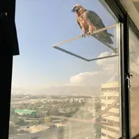 تصویری جالب از حضور همای سعادت در تهران!