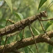 5 گونه از زیباترین حشره های چوبی کشف شده از میان 3000 گونه