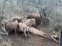  کفتارها زرافه می خورند !