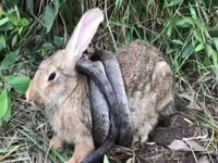 شکار خرگوش توسط مار کبرا