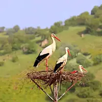 روستای حیرت انگیز لک لک ها 
