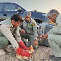 رهاسازی گربه شنی نادر در خواف