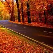 جاده چالوس در آغوشِ پاییز