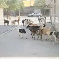 آغاز ساماندهی و جمع‌آوری سگ‌های ولگرد در یاسوج
