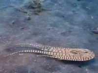 با اختاپوس تقلید آشنا شوید 