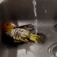 آب تنی بامزه پرنده ها در سینک ظرفشویی