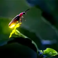 کرم شب تاب چگونه نور تولید می کند؟