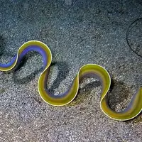 مشاهده نادر مارماهی روبانی در اعماق اقیانوس