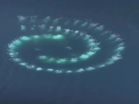 تغذیه توری حباب دار