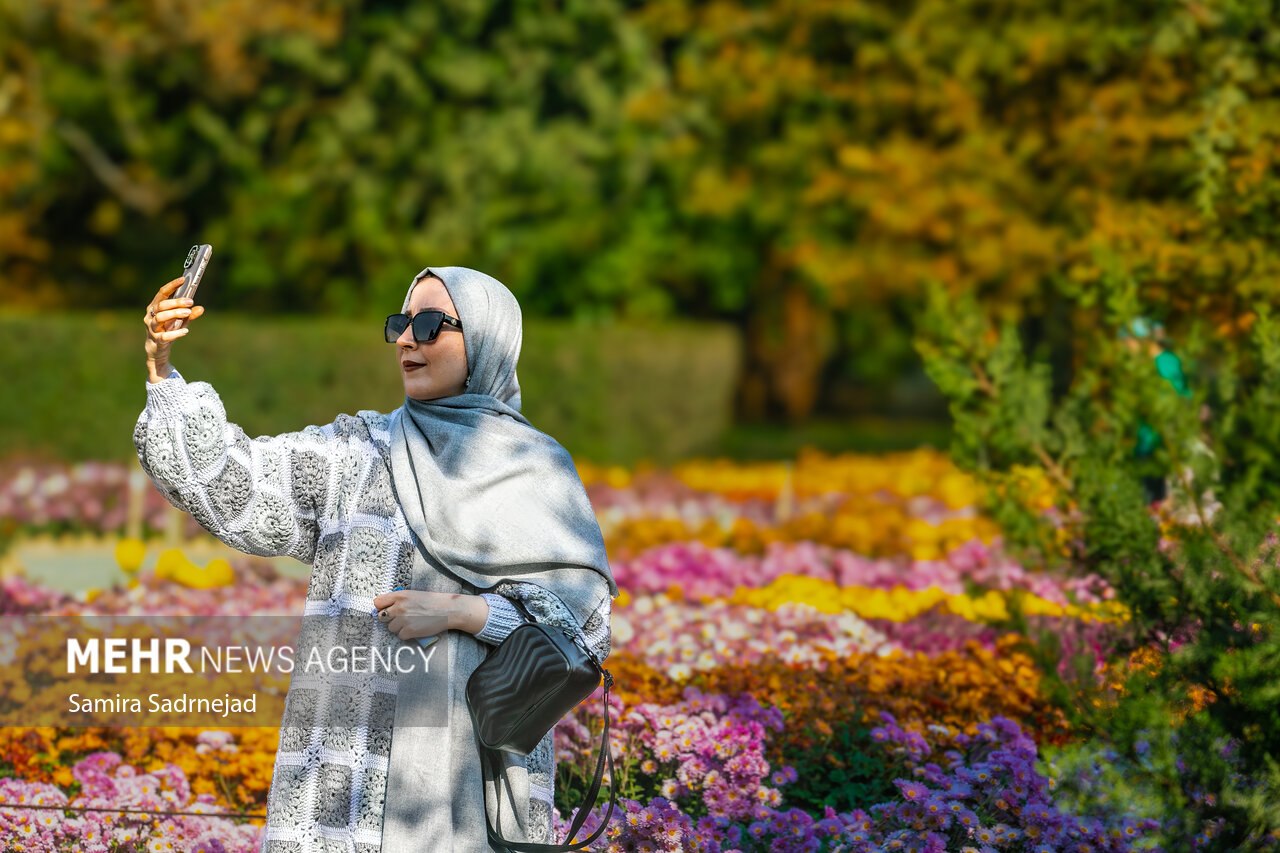 جشنواره گل‌های داودی