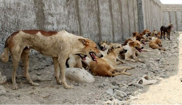 افزایش سگ گزیدگی در یاسوج؛ وعده‌ها تبدیل به خطر برای کودکان می‌شود