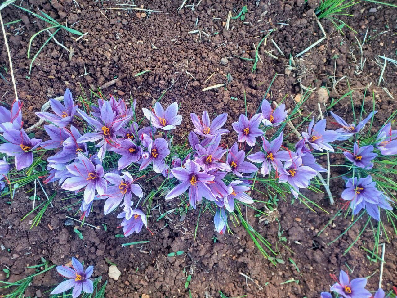 برداشت زعفران در روانسر 