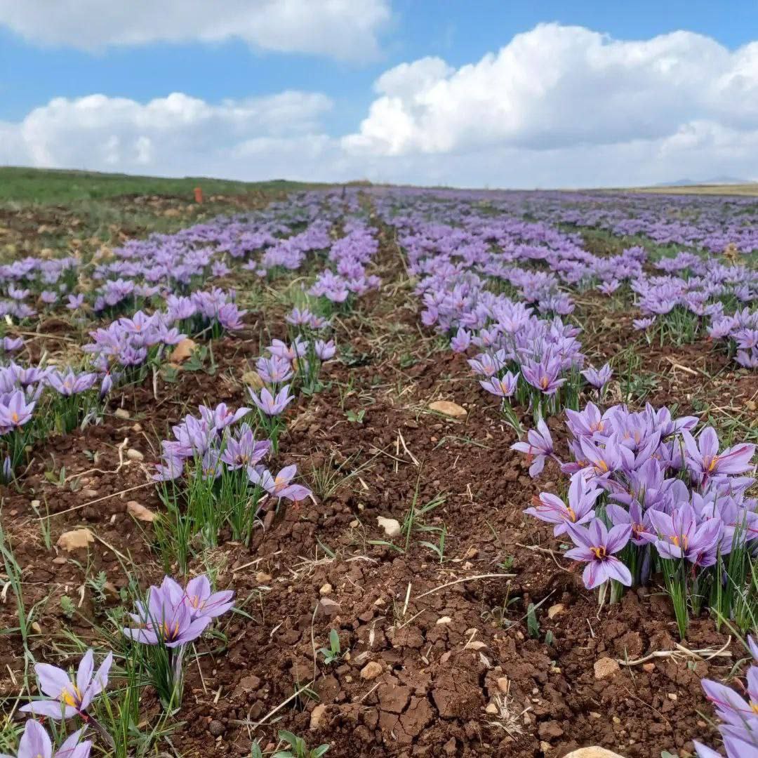 برداشت زعفران در روانسر 