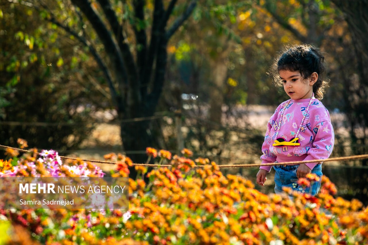 جشنواره گل‌های داودی