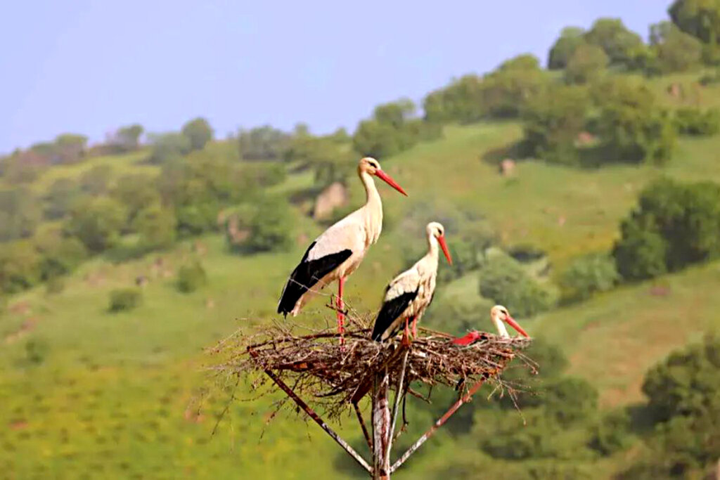 روستای حیرت انگیز لک لک ها 