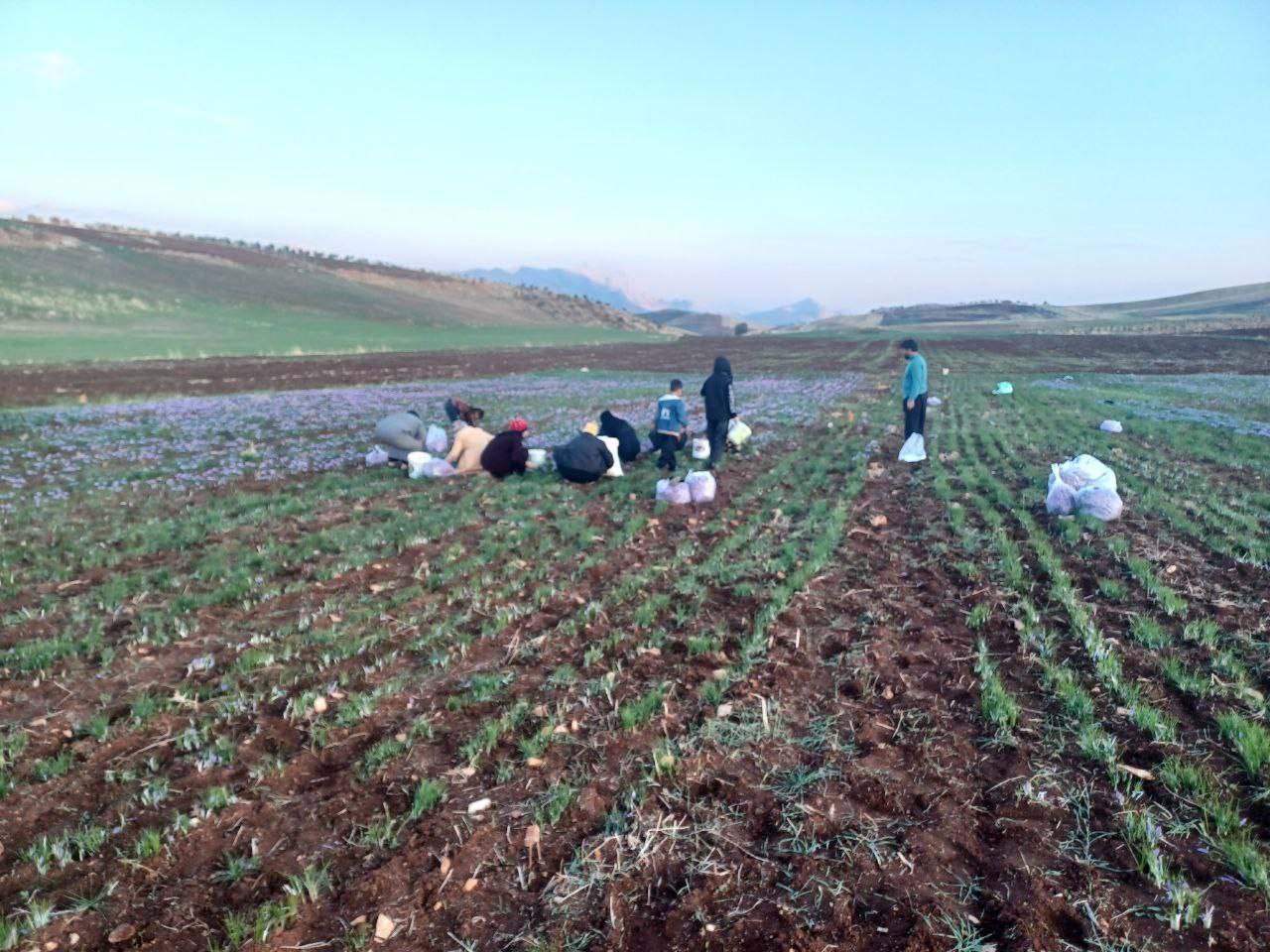 برداشت زعفران در روانسر 