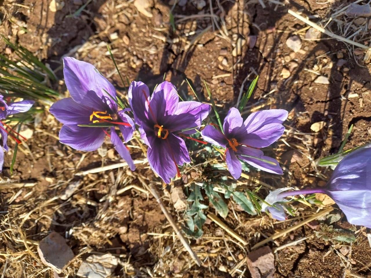 برداشت زعفران در روانسر 