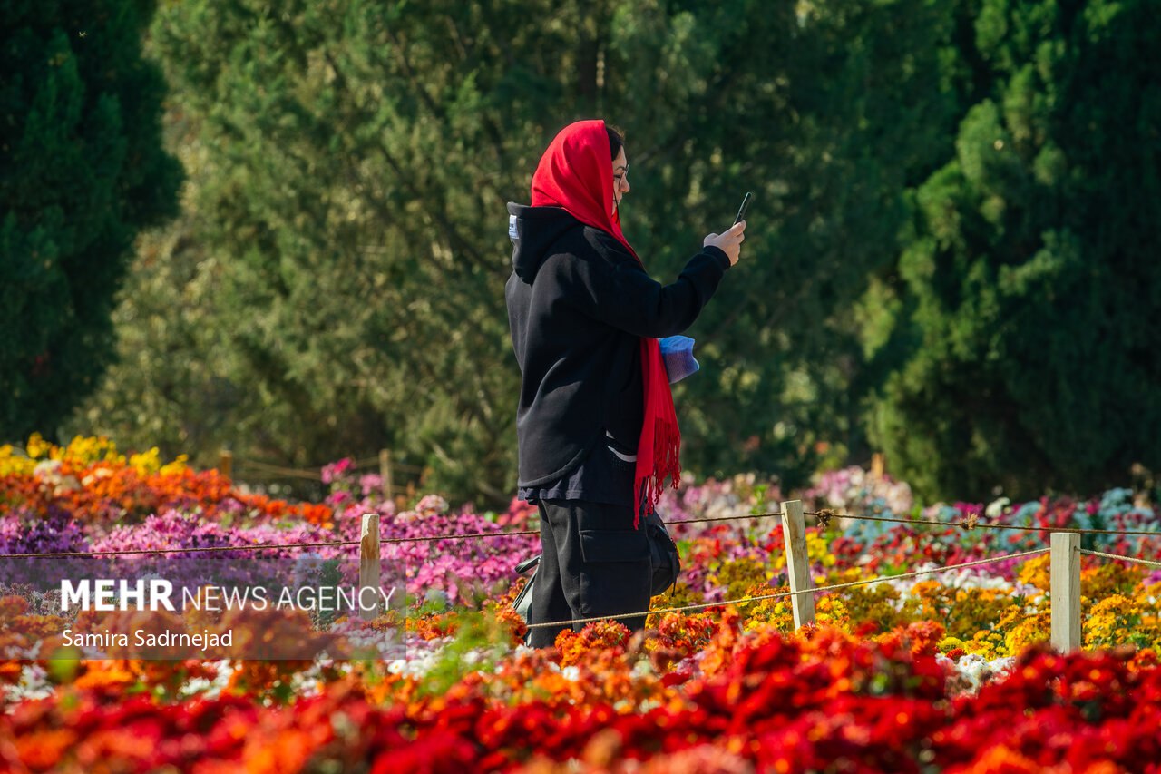 جشنواره گل‌های داودی