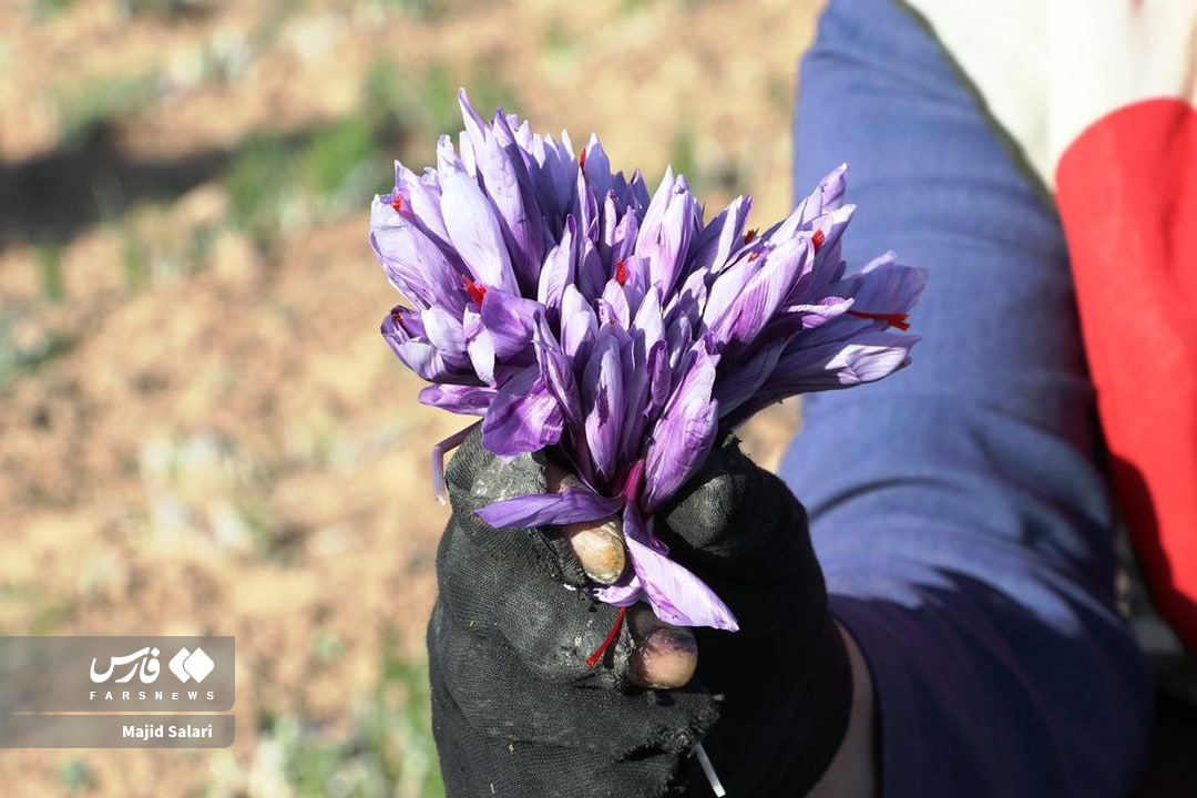 عکس/برداشت زعفران تربت حیدریه در ایستگاه پایانی