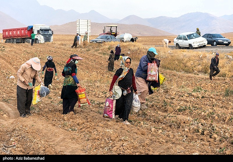 عکس/برداشت چغندر قند در شهرستان سلسله