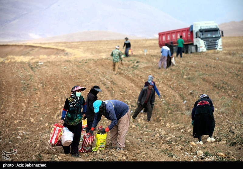 عکس/برداشت چغندر قند در شهرستان سلسله