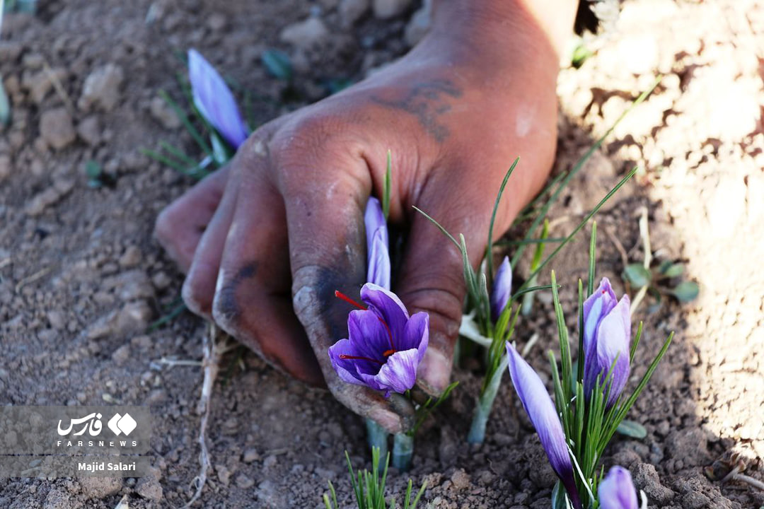 عکس/برداشت زعفران تربت حیدریه در ایستگاه پایانی