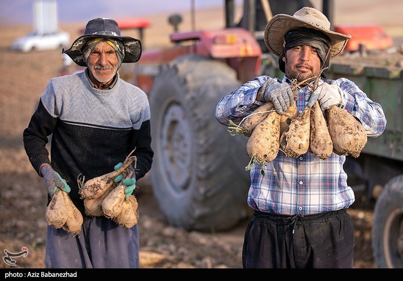 عکس/برداشت چغندر قند در شهرستان سلسله