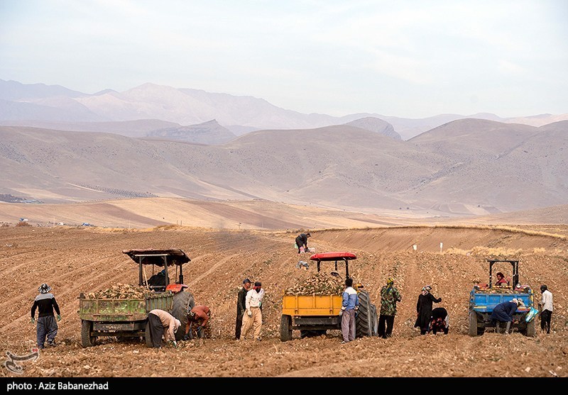 عکس/برداشت چغندر قند در شهرستان سلسله