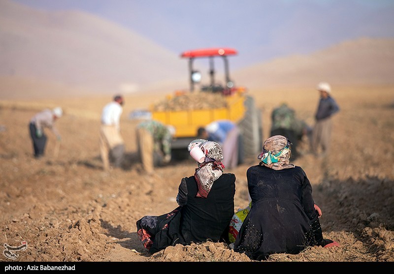 عکس/برداشت چغندر قند در شهرستان سلسله