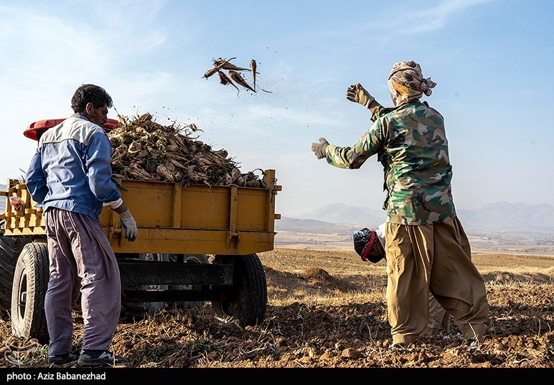 عکس/برداشت چغندر قند در شهرستان سلسله
