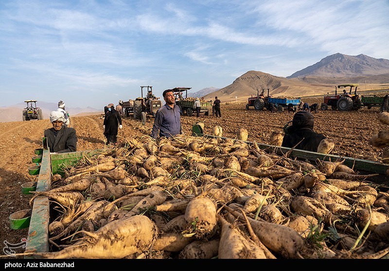عکس/برداشت چغندر قند در شهرستان سلسله