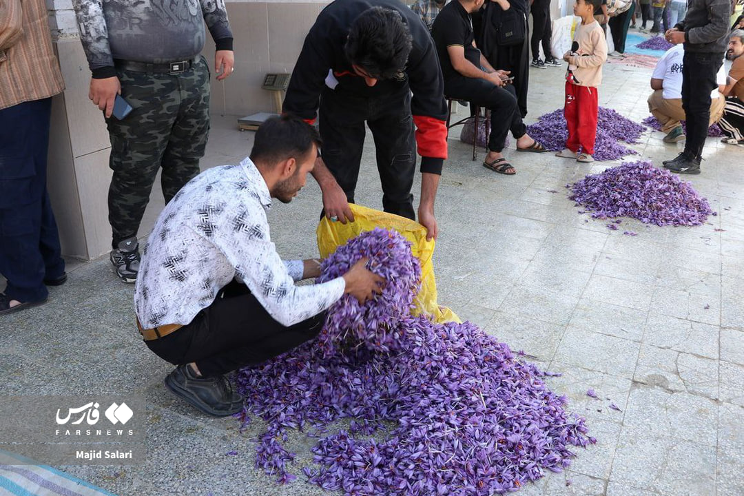 عکس/برداشت زعفران تربت حیدریه در ایستگاه پایانی