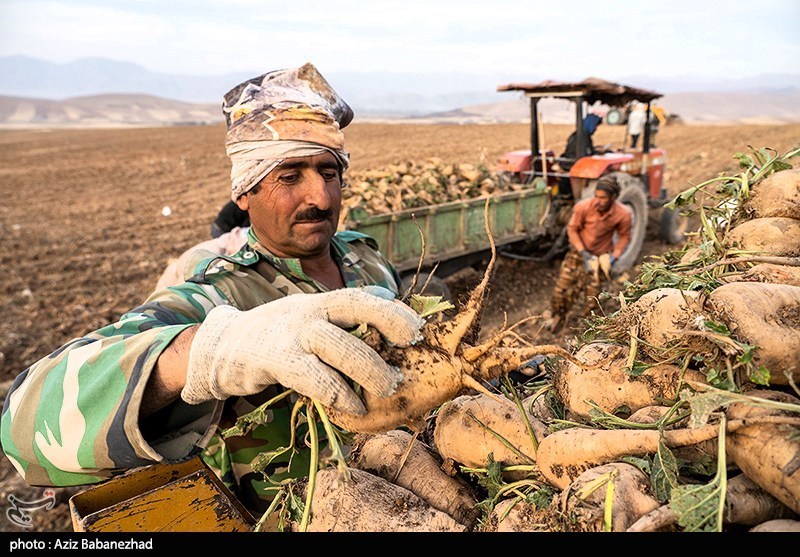 عکس/برداشت چغندر قند در شهرستان سلسله