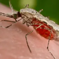 افزایش شمار مبتلایان به تب دنگی به ۲۴۳ تَن در هرمزگان