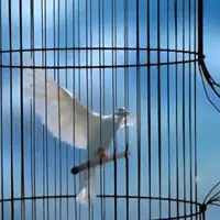 آزادی 8 زندانی با اعطای ارفاقات قانونی در کرج