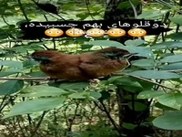 پرنده دوقلو بهم چسبیده که تاحالا ندیدید!
